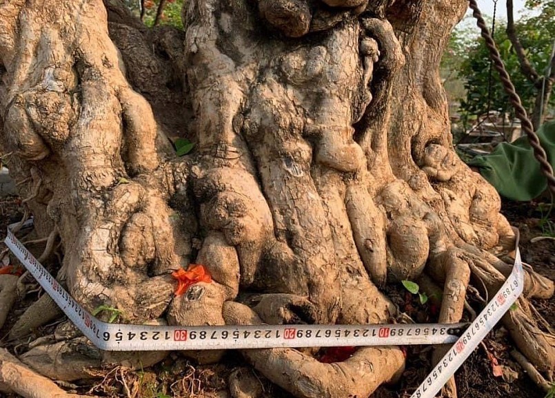 Cây hoa giấy khủng với hoành gốc 240 cm.