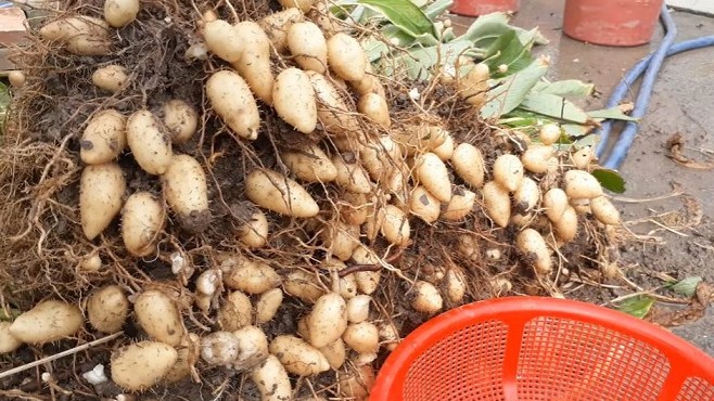 Loại củ xưa chẳng ai biết, nay được chị em "săn lùng" ráo riết, vừa ngon vừa tốt cho sức khỏe