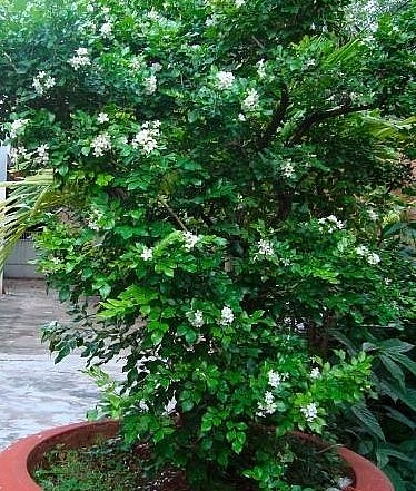 Cây nguyệt quyế trồng làm cảnh vừa đẹp và giúp không khí trong lành.