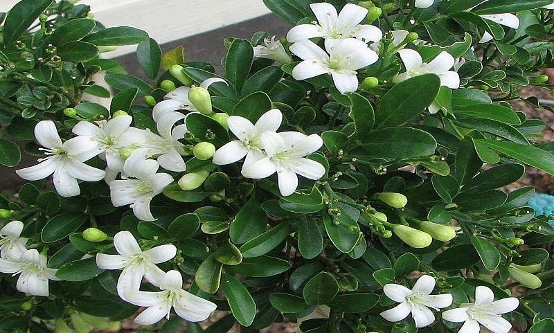 Cây hoa nguyệt quế đẹp cả hình dáng lẫn sắc hoa.