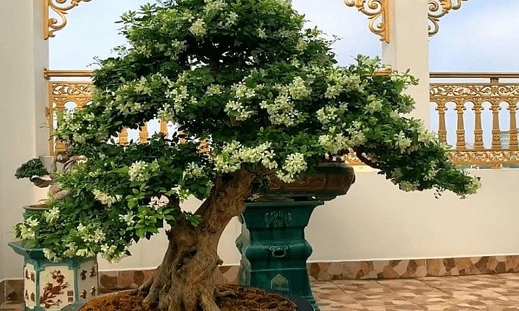 Cây hoa nguyệt quế đẹp về dáng có hương thơm và là biểu tượng của vinh quang và chiến thắng. 