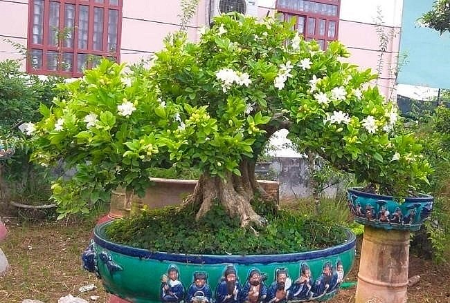 Gần đây người yêu hoa và cây cảnh rất ưa chuộng cây hoa nguyệt quế.