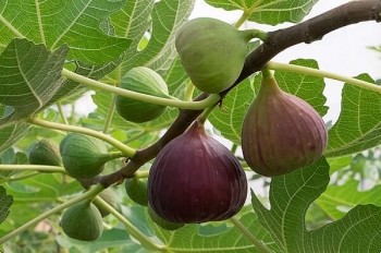 Loại quả giống hệt sung nhưng chảy mật ngọt lịm, ai ăn cũng mê, có tiền chưa chắc đã mua được