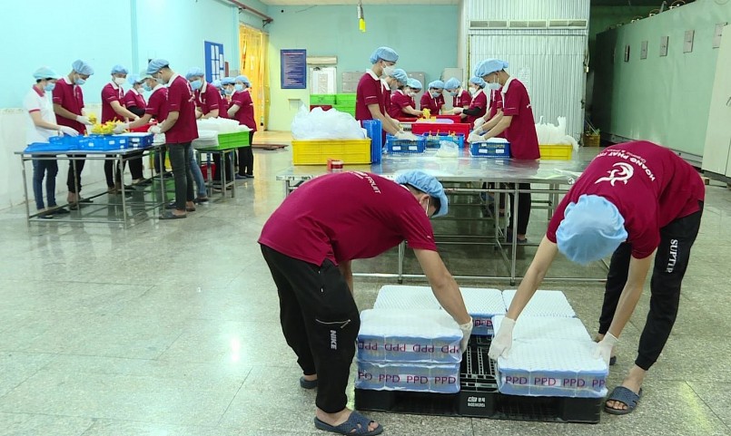 Đóng gói lô nhãn đầu tiên xuất khẩu Nhật Bản.