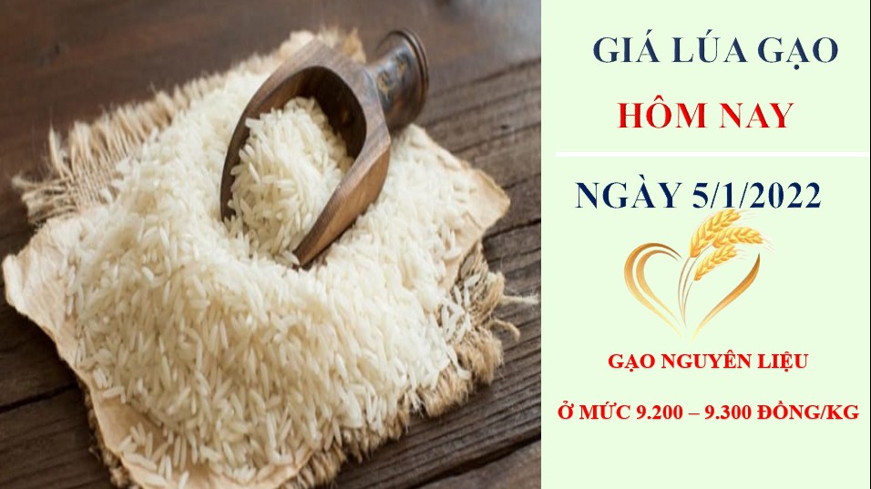 Giá lúa gạo hôm nay 5/1/2022: Giá lúa đông xuân ở mức 7.000 – 7.800 đồng/kg