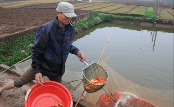 Về nơi nuôi loại cá đặc biệt chỉ bán duy nhất một vụ Tết cả làng khấm khá