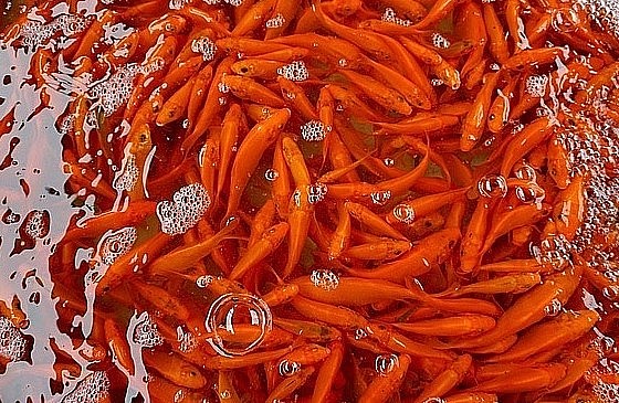 Nghề nuôi cá chép ở làng Thủy Trầm đã có từ trên 60 năm nay. Nghề nuôi cá chép ở làng Thủy Trầm đã có từ trên 60 năm nay.