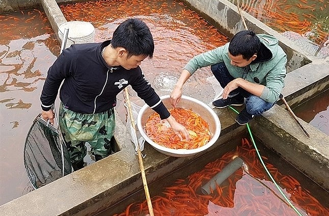 Ngoài những kinh nghiệm bí truyền, người nuôi cá chép Thủy Trầm cũng năng động đưa những dòng cá chất lượng cao về nuôi. Ngoài những kinh nghiệm bí truyền, người nuôi cá chép Thủy Trầm cũng năng động đưa những dòng cá chất lượng cao về nuôi.