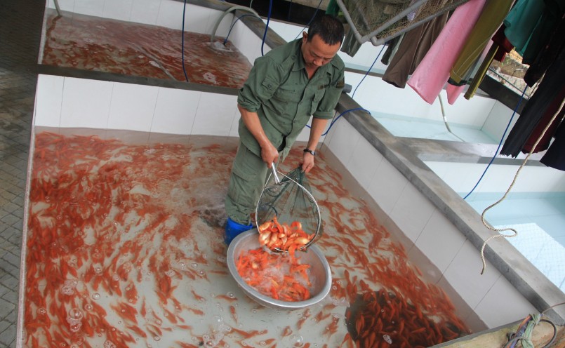 Cá chép đỏ Thủy Trầm được nuôi trên đất tổ Hùng Vương nay đã “vượt cổng làng” đến với người dân ở mọi miền Tổ quốc. Cá chép đỏ Thủy Trầm được nuôi trên đất tổ Hùng Vương nay đã “vượt cổng làng” đến với người dân ở mọi miền Tổ quốc.