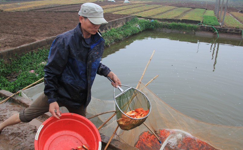 Làng nghề nuôi cá chép đỏ Thủy Trầm - \'thủ phủ\' cá chép đỏ miền Bắc bước vào vụ cá Tết Ông Công, Ông Táo. Làng nghề nuôi cá chép đỏ Thủy Trầm - \'thủ phủ\' cá chép đỏ miền Bắc bước vào vụ cá Tết Ông Công, Ông Táo.
