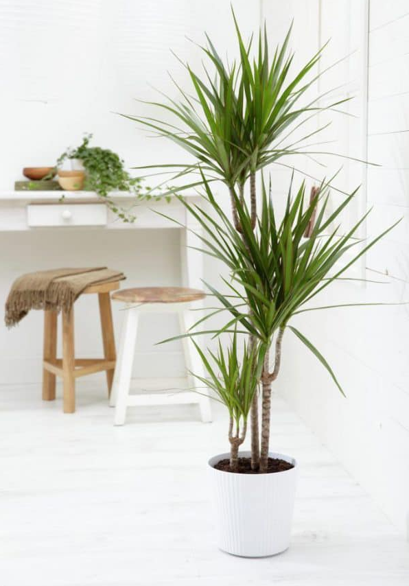 Trồng 3 loại cây trong dịp Tết có ý nghĩa năm mới “bình an, may mắn, phát tài”