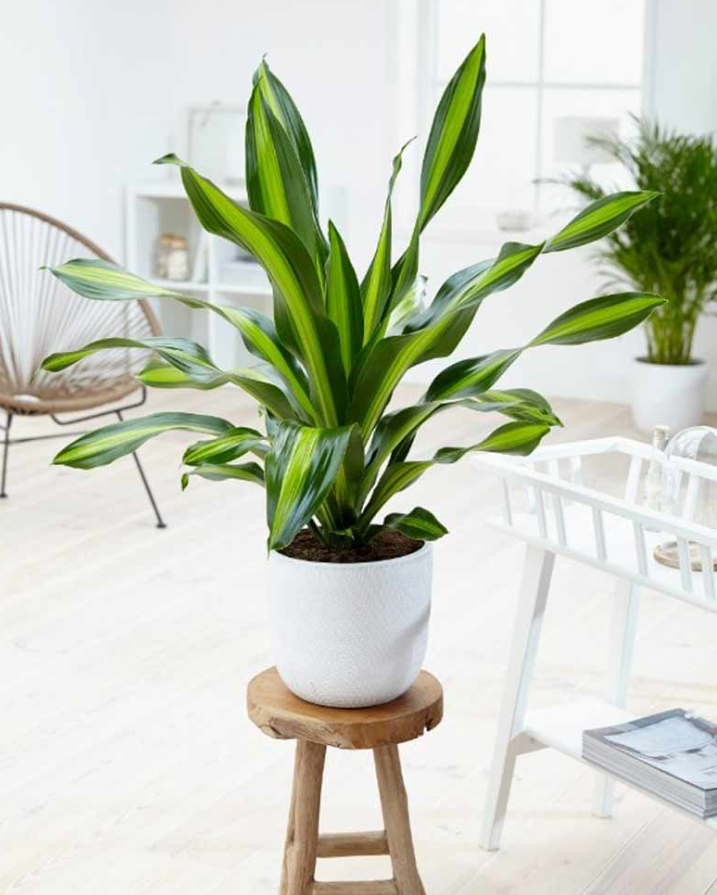 Trồng 3 loại cây trong dịp Tết có ý nghĩa năm mới “bình an, may mắn, phát tài”