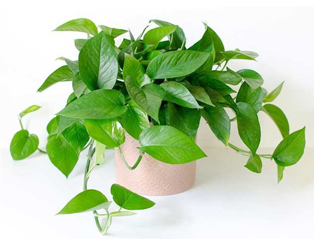 Trồng 3 loại cây trong dịp Tết có ý nghĩa năm mới “bình an, may mắn, phát tài”