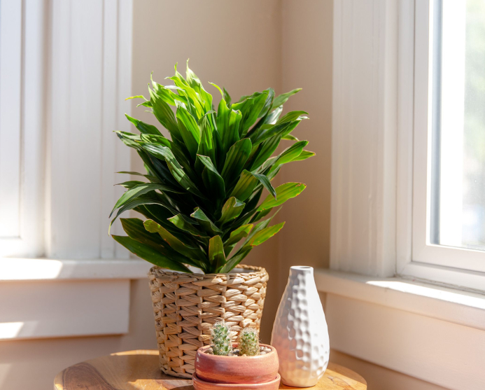 Trồng 3 loại cây trong dịp Tết có ý nghĩa năm mới “bình an, may mắn, phát tài”