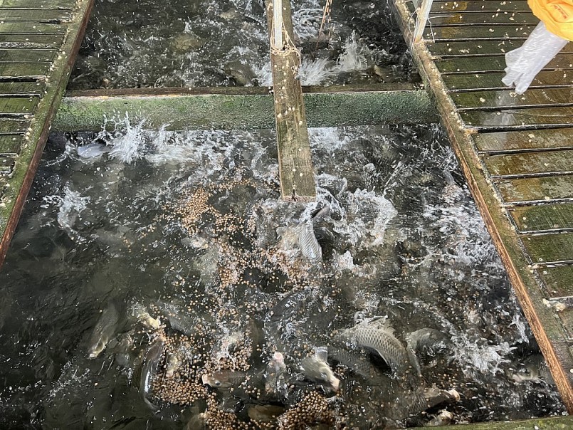 Cá nuôi và phát triển mạnh trong môi trường nước tự nhiên trên sông