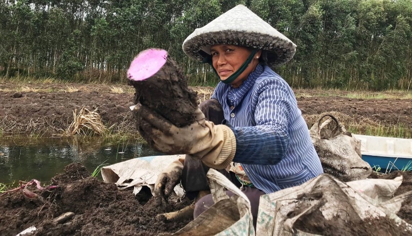 Nông dân Thạnh Hóa \'thua đau\' vụ khoai mỡ Nông dân Thạnh Hóa \'thua đau\' vụ khoai mỡ