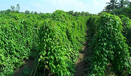 Khoai mỡ là cây dây leo Khoai mỡ là cây dây leo