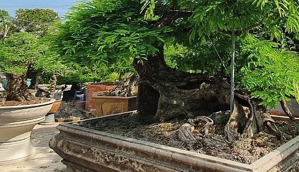 Theo ông Bùi Quốc Nam, muốn làm bonsai thành công phải chọn mua phôi quái và độc lạ.
