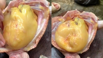 “Báu vật” trong bụng gà, biết tác dụng thì ai cũng tiếc hụi vì toàn vứt đi