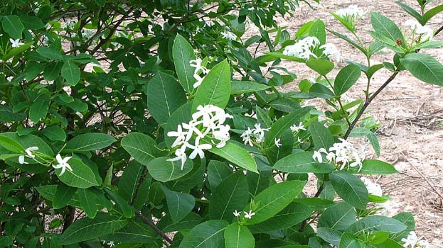 Bất ngờ công dụng của cây mộc hoa trắng với bệnh viêm đại tràng