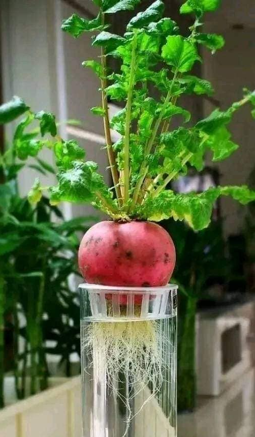 Màu sắc đỏ thẫm, hình dáng tròn đầy tượng trưng cho sự may mắn nên khi được lên đời thành bonsai, củ cải đỏ thu hút nhiều khách hàng.