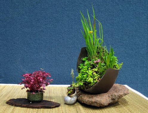 Các loại rau gia vị đều được tạo hình thành bonsai bắt mắt.