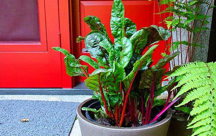 Nhờ ngoại hình bắt mắt, cải cầu vồng trở thành chậu bonsai rực rỡ.