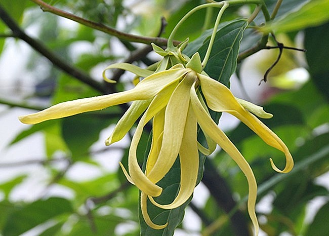 Cây hoa dẻ mang lại mùi hoa thơm mát cuốn hút và dễ chịu.