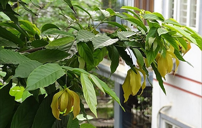 Cây hoa dẻ đẹp và là biểu tượng cho sự chân thành của người phụ nữ và hạnh phúc của gia đình. 