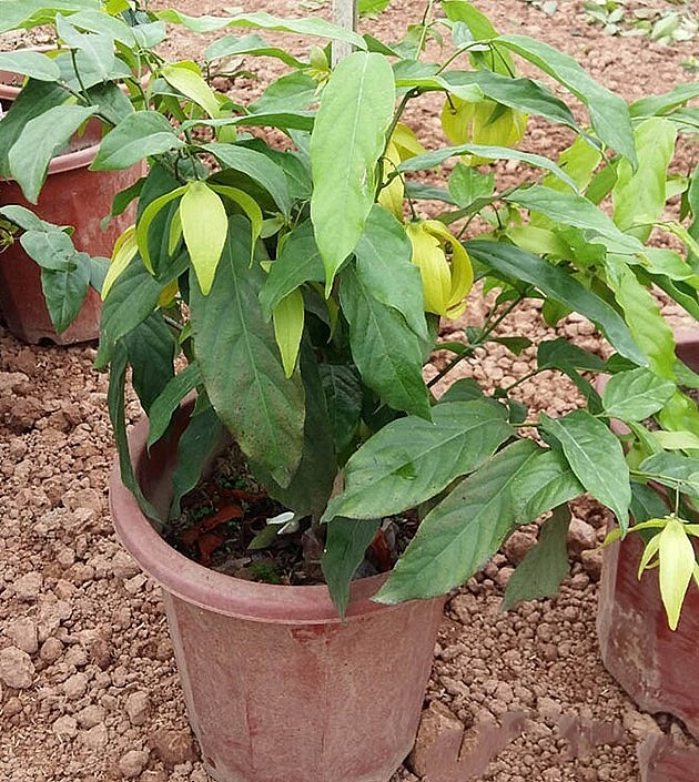 Cây hoa dẻ giống trồng trong chậu.