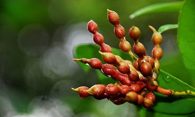 Quả của cây hoa dẻ là món quà quê yêu thích.