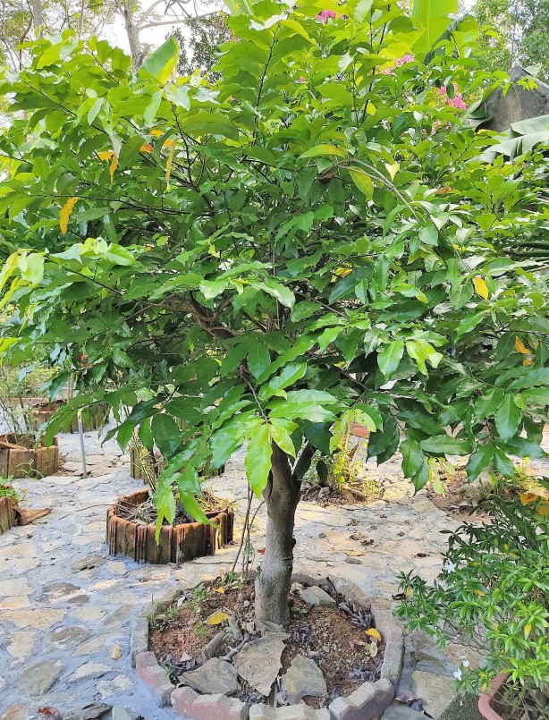 Trồng cây hoa dẻ trước nhà mang nhiều ý nghĩa tốt đẹp về mặt sức khỏe, phong thủy, làm đẹp không gian.