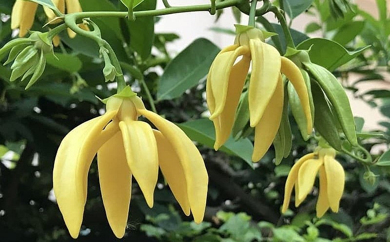 Cây hoa dẻ cho bóng mát, giúp thanh lọc không khí, cho hương thơm nhẹ nhàng 