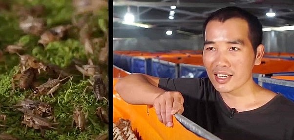 Anh Đặng Cao Nam với trại nuôi dế cho doanh thu 8 tỷ đồng mỗi năm.