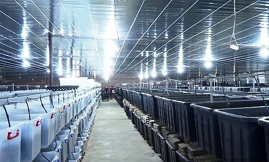 Ở trại chăn nuôi mới, đàn dế được nuôi trong thùng nhựa.