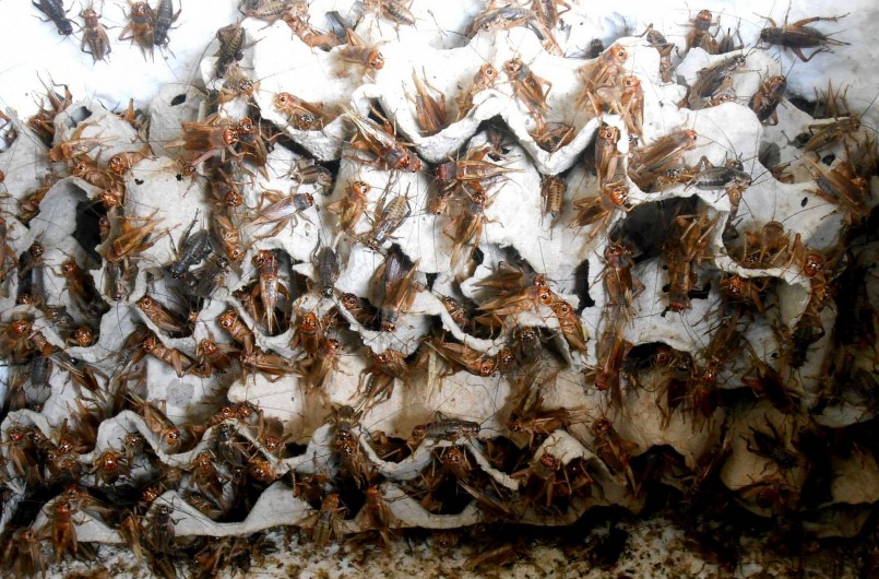 Những năm gần đây, ở nhiều địa phương người dân tìm tòi và áp dụng mô hình nuôi dế. 