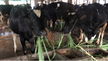 Thị trường thức ăn chăn nuôi và bài toán nguyên liệu nhập khẩu