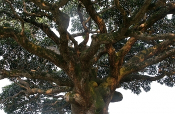 Cây trôi cô đơn nghìn tuổi và những giai thoại rợn người như có hồn cây