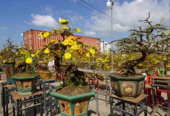 ‘Thủ phủ’ mai vàng miền Trung với những dáng mai độc lạ bí truyền