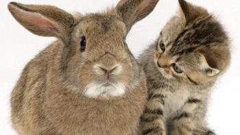 Vì sao năm Mão ở Việt Nam là mèo, còn Trung Quốc, Hàn Quốc là thỏ?