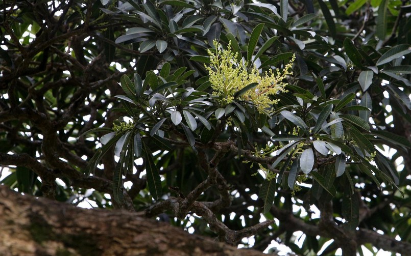 Cây trôi cổ thụ ra hoa rất đặc biệt.