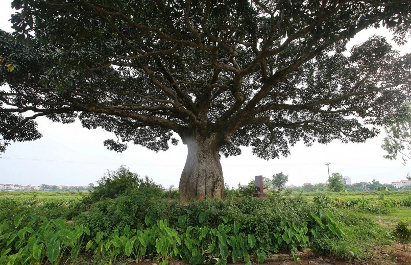 Cây trôi cổ thụ có đường kính khoảng 15m. 