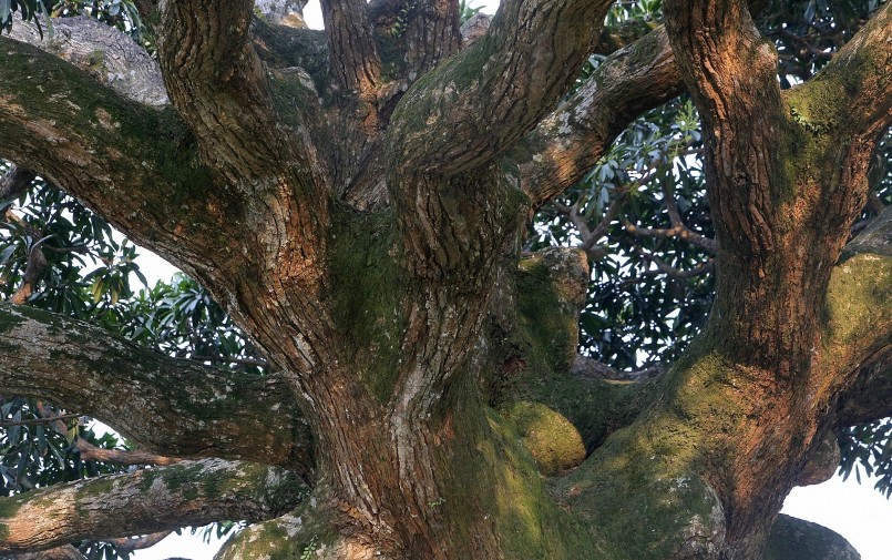 Cây có dáng đẹp hoàn hảo, sống lâu năm, ước tính trên 1000 năm tuổi. Cây cao chừng 10m; tán xòe rộng.