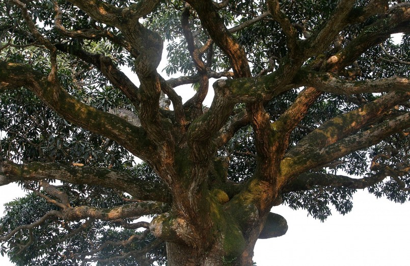 Cây trôi cổ thụ nghìn năm tuổi đứng trơ vơ trên cánh đồng làng Bình Đà.