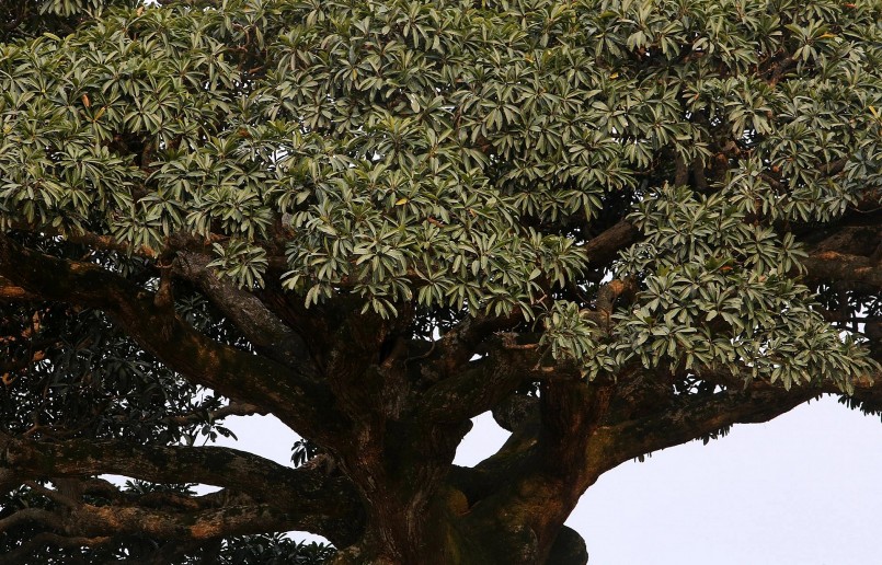 Trải qua hàng nghìn năm cây trôi cổ thụ lá vẫn xanh ken dày.