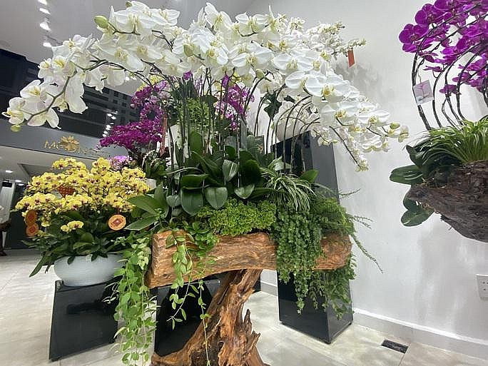 Lũa lan hồ điệp có giá 26 triệu đồng Lũa lan hồ điệp có giá 26 triệu đồng