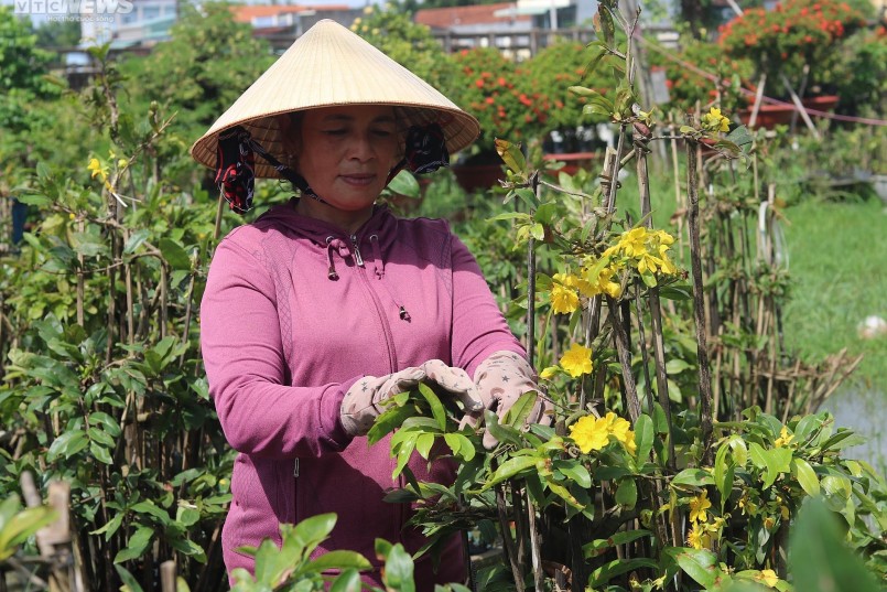 2. Từ trước Tết Nguyên đán 1 tháng người dân ‘thủ phủ’ mai An Nhơn đã tiến hành vuột lá và tạo dáng cho mai. 2. Từ trước Tết Nguyên đán 1 tháng người dân ‘thủ phủ’ mai An Nhơn đã tiến hành vuột lá và tạo dáng cho mai.