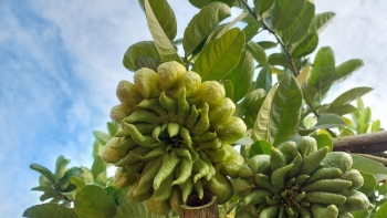 Làng trồng phật thủ Hà Nội tất bật vào vụ Tết