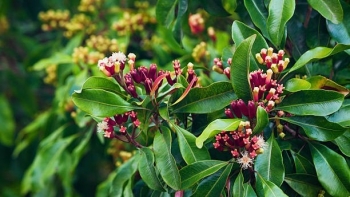 Đinh hương không chỉ là gia vị mà còn dùng để giảm đau xương khớp