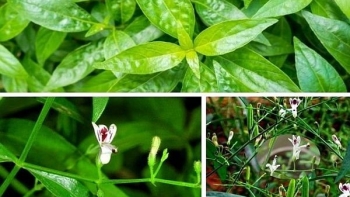 Thảo dược xuyên tâm liên có nhiều công dụng tuyệt vời cho sức khỏe